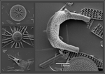 Diatom species of the Australian sector of the Southern Ocean, Ver. 1