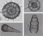 Radiolarian-based Quaternary palaeoclimate reconstructions of the Sabrina Coast, East Antarctica